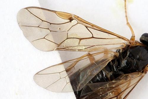 Réf. 247 823 : Pristiphora alpestris