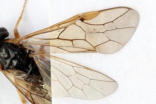 Réf. 247 824 : Pristiphora alpestris