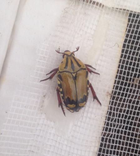 Campsiura trivittata