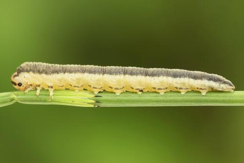 Réf. 247 308 : Dolerus bimaculatus