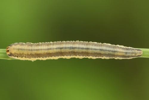 Réf. 247 309 : Dolerus bimaculatus