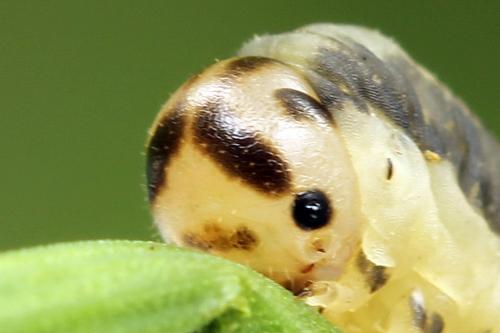 Réf. 247 310 : Dolerus bimaculatus