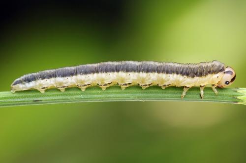 Réf. 247 283 : Dolerus bimaculatus