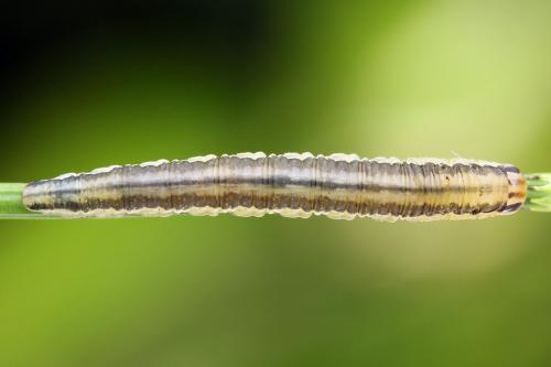 Réf. 247 284 : Dolerus bimaculatus