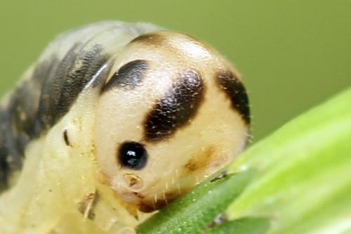 Réf. 247 285 : Dolerus bimaculatus