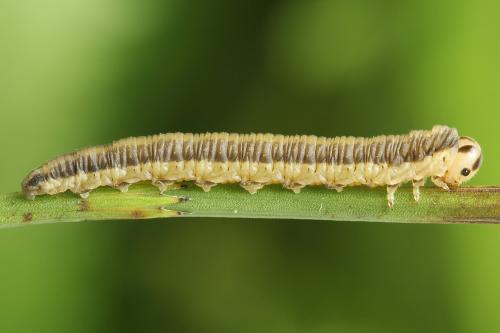 Réf. 247 311 : Dolerus bimaculatus