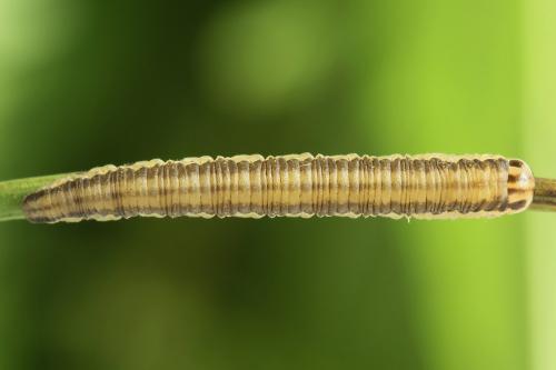 Réf. 247 312 : Dolerus bimaculatus