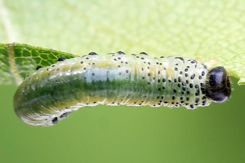 Réf. 247 778 : Pristiphora alpestris