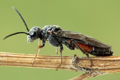 Réf. 247 313 : Dolerus bimaculatus