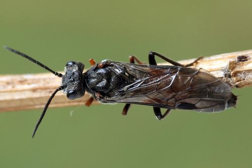 Réf. 247 314 : Dolerus bimaculatus