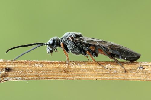 Réf. 247 286 : Dolerus bimaculatus