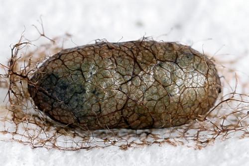 Réf. 247 780 : Pristiphora alpestris