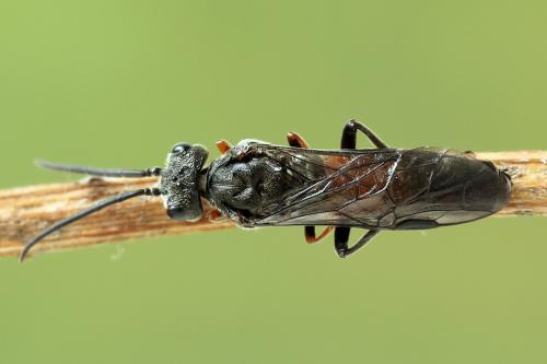 Réf. 247 287 : Dolerus bimaculatus