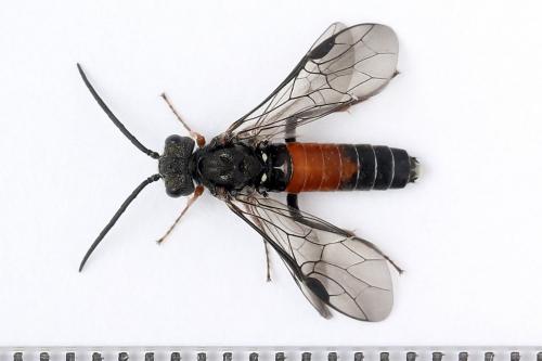 Réf. 247 288 : Dolerus bimaculatus