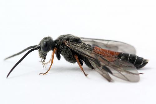 Réf. 247 289 : Dolerus bimaculatus