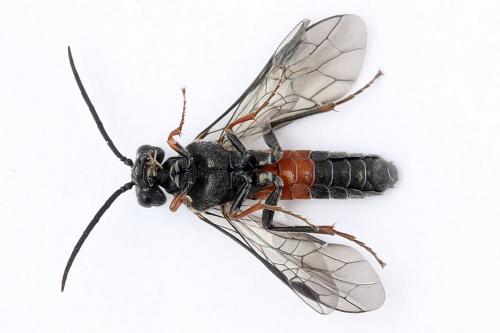Réf. 247 290 : Dolerus bimaculatus