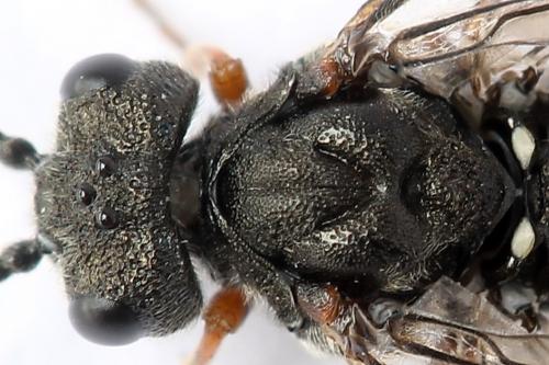 Réf. 247 291 : Dolerus bimaculatus