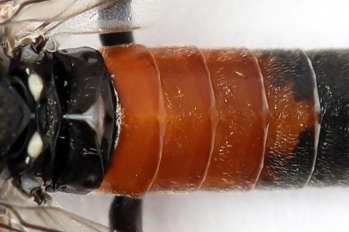Réf. 247 292 : Dolerus bimaculatus