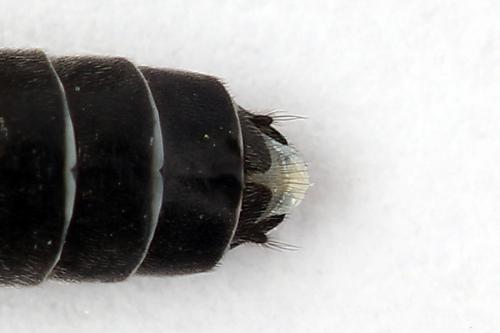 Réf. 247 293 : Dolerus bimaculatus