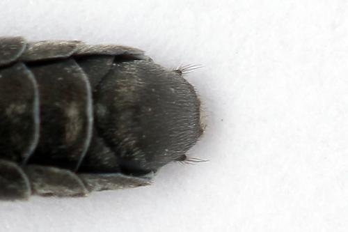 Réf. 247 294 : Dolerus bimaculatus