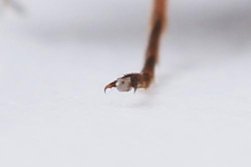 Réf. 247 295 : Dolerus bimaculatus