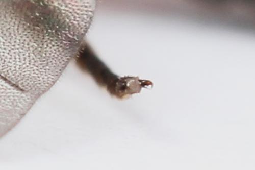 Réf. 247 296 : Dolerus bimaculatus
