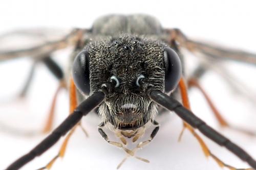 Réf. 247 297 : Dolerus bimaculatus
