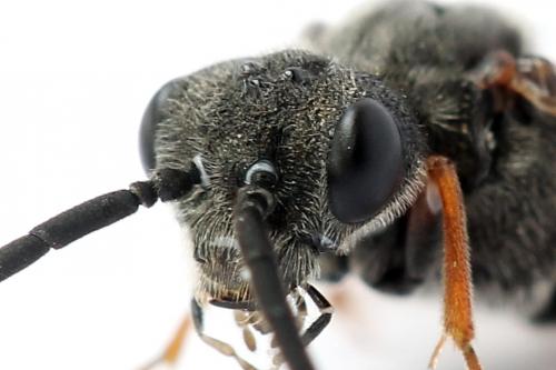 Réf. 247 298 : Dolerus bimaculatus