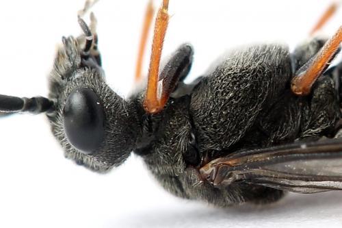Réf. 247 299 : Dolerus bimaculatus