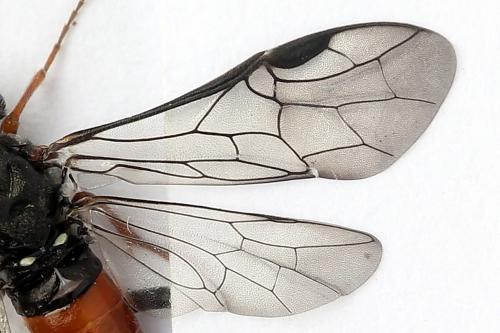 Réf. 247 303 : Dolerus bimaculatus
