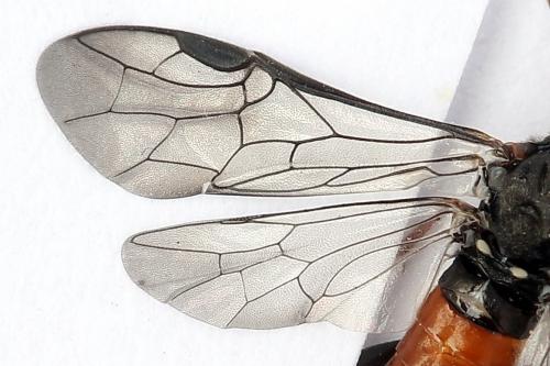 Réf. 247 302 : Dolerus bimaculatus