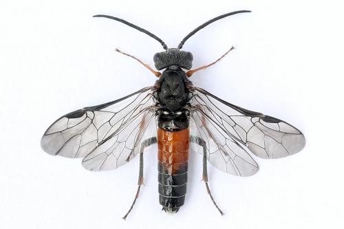 Réf. 247 304 : Dolerus bimaculatus