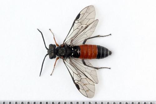 Réf. 247 315 : Dolerus bimaculatus