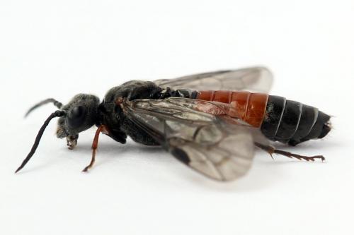 Réf. 247 316 : Dolerus bimaculatus