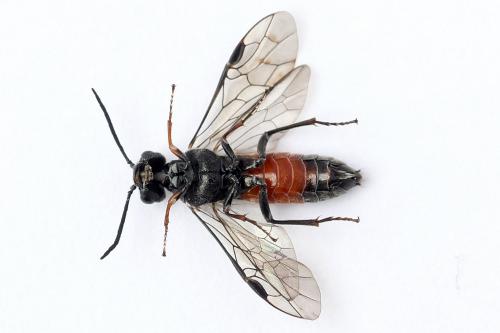 Réf. 247 317 : Dolerus bimaculatus