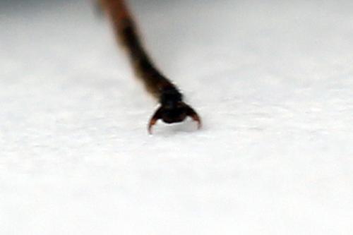 Réf. 247 319 : Dolerus bimaculatus