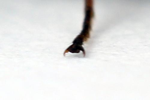 Réf. 247 320 : Dolerus bimaculatus