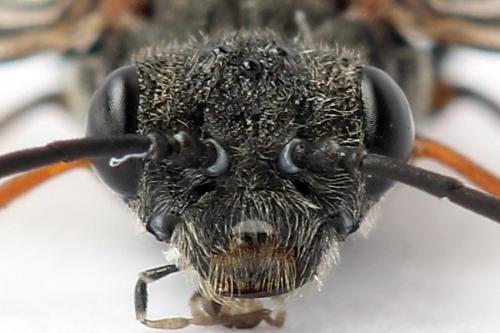 Réf. 247 321 : Dolerus bimaculatus