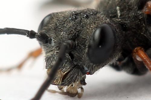 Réf. 247 322 : Dolerus bimaculatus