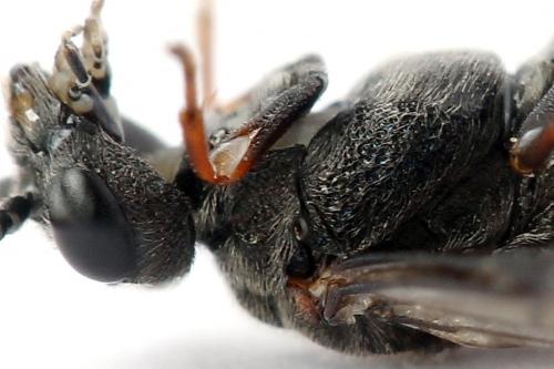 Réf. 247 324 : Dolerus bimaculatus