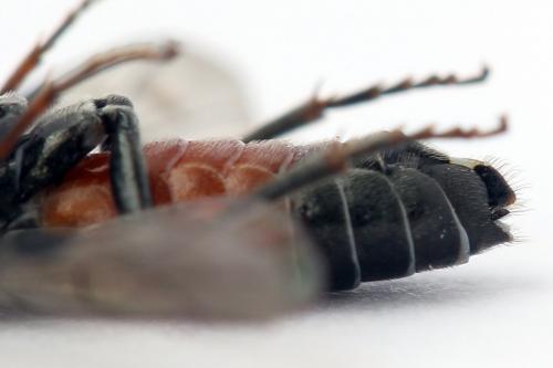 Réf. 247 325 : Dolerus bimaculatus