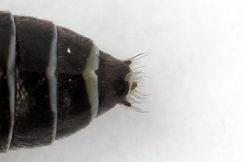 Réf. 247 326 : Dolerus bimaculatus