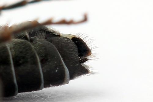Réf. 247 327 : Dolerus bimaculatus