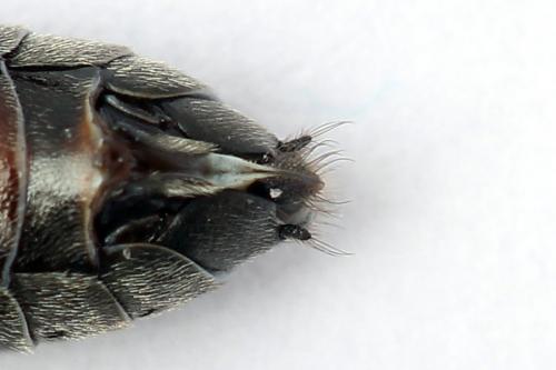 Réf. 247 328 : Dolerus bimaculatus