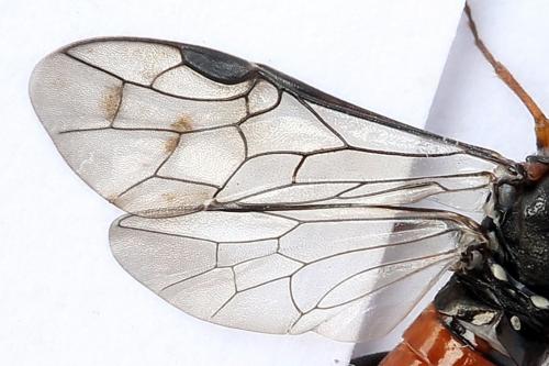 Réf. 247 329 : Dolerus bimaculatus