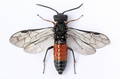 Réf. 247 331 : Dolerus bimaculatus