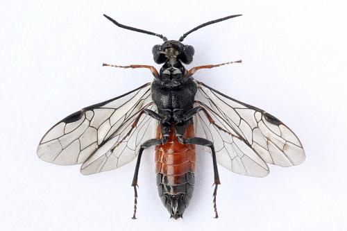 Réf. 247 332 : Dolerus bimaculatus