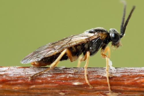Réf. 247 782 : Pristiphora alpestris