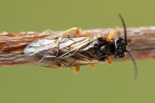 Réf. 247 783 : Pristiphora alpestris