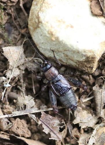 Réf. 247 226 : Nemobius sylvestris sylvestris